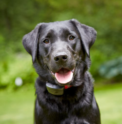 DogWatch of the Eastern Shore, Centreville, Maryland | Outdoor Hidden Dog Fences Contact Us Image