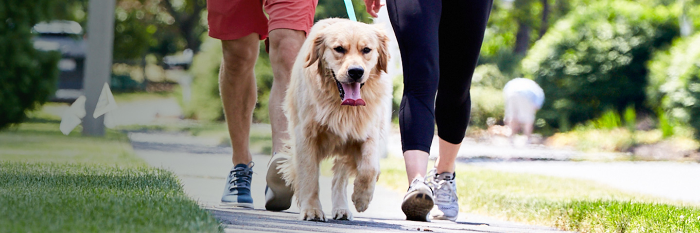 DogWatch of the Eastern Shore, Centreville, Maryland | SideWalker Leash Trainer Slider Image